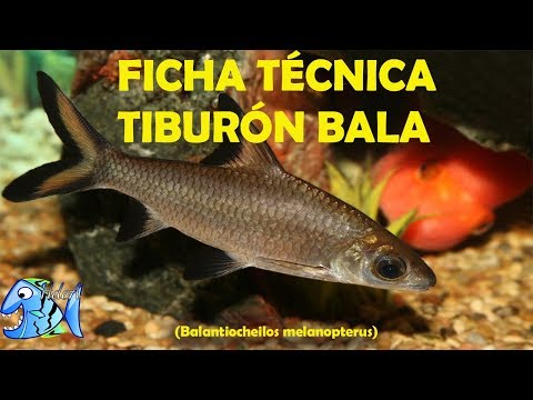 Ficha Técnica Pez Tiburón Bala (Balantiocheilos melanopterus)