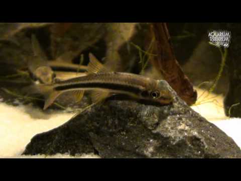 Garra cambodgiensis (HD - movie 01) - Stonelapping minnow.