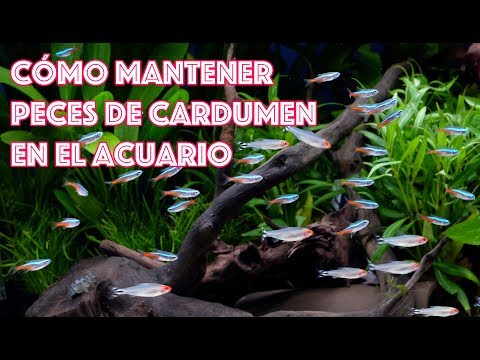 Cómo mantener peces de cardumen 🐟🐟🐟 en acuarios