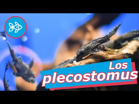 Cuidados del PLECO · Hypostomus Plecostomus 😗