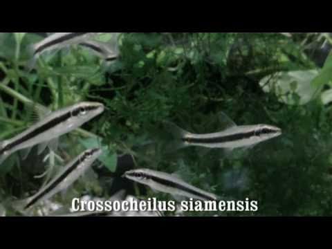 Crossocheilus siamensis