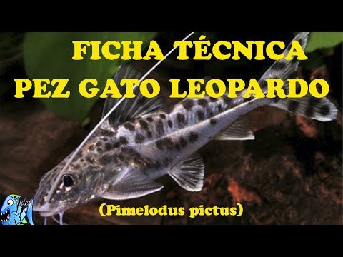 Ficha Técnica Pez Gato Leopardo (pimelodus pictus)