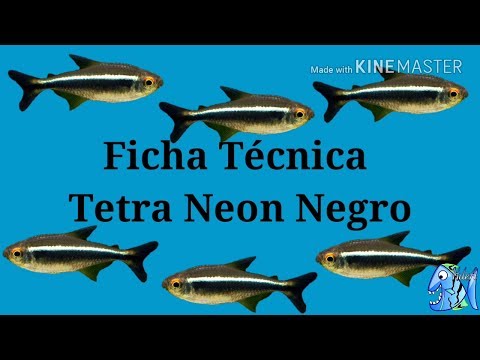 Ficha Técnica Tetra Neon Negro (Hyphessobrycon herbertaxelrodi)