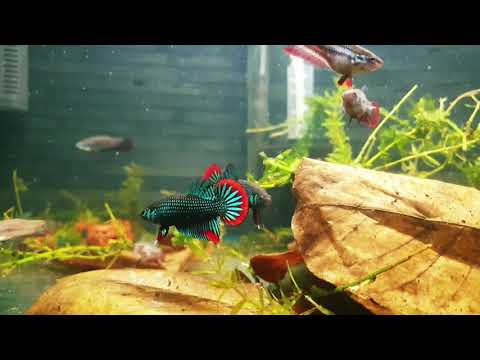 Betta Imbellis Juvenile Males (10 Weeks)