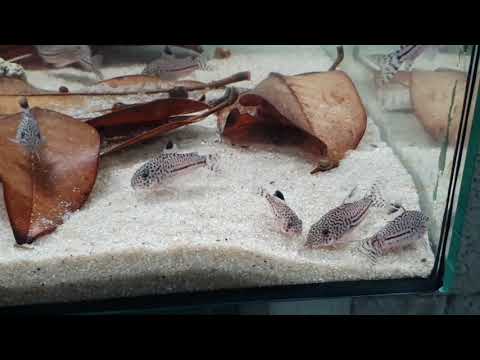 Hoplisoma trilineatus..