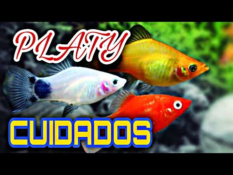 Cuidados del pez platy (Xiphophorus maculatus)