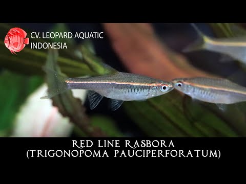 Trigonopoma pauciperforatum. The RED LINE rasbora! (Leopard Aquatic T003A)