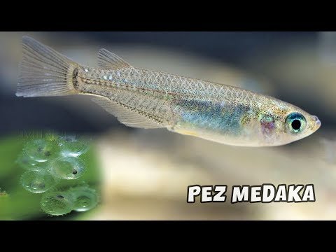 PEZ MEDAKA | Cuidados y Curiosidades | Oryzias latipes | AcuariosLP