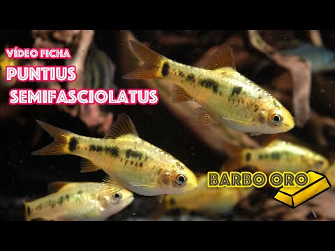 Puntius semifasciolatus 🐟 Barbo oro 🎥 Video ficha