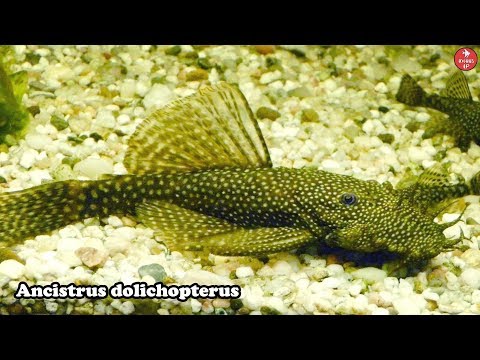 PEZ ANCISTRUS DOLICHO | Cuidados y Alimentación | Ancistrus dolichopterus | AcuariosLP