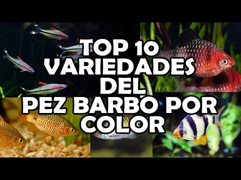 Top 10 VARIEDADES del PEZ BARBO por color | PUNTIUS | AcuariosLP