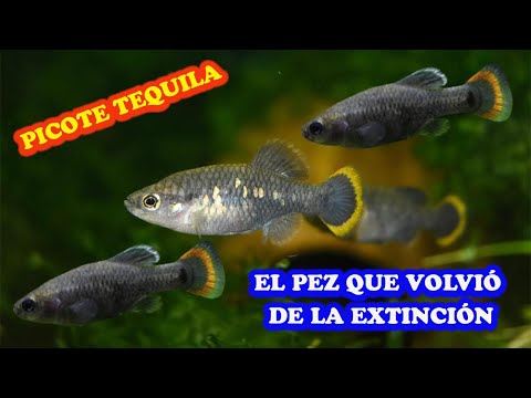 El Pez Tequila (Zoogoneticus Tequila)