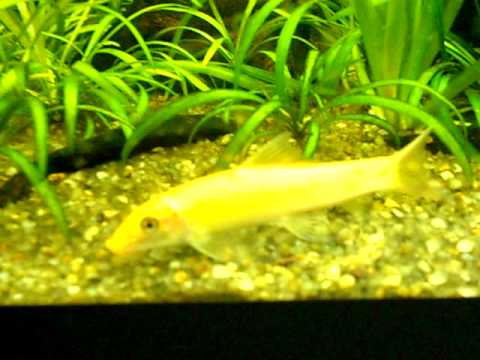 Comedor de Algas Chinês (Gyrinocheilus aymonieri)