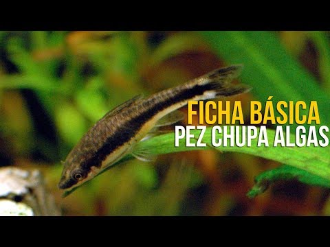 PEZ OTOCINCLUS (FICHA BASICA) | ACUARIOS DE TEHUACÁN