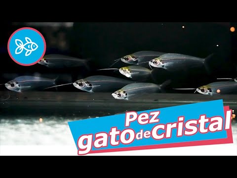 Pez GATO de CRISTAL · Kryptopterus bicirrhis 🐱