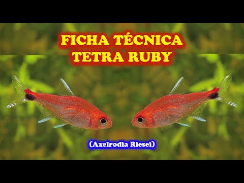 FICHA TECNICA TETRA RUBI (Axelrodia Riesei)