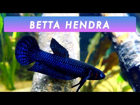 Relaxing, Naturally Aquascaped Betta Hendra Aquarium (Male &amp; Female) | Wild Bettas