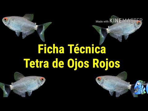 Ficha Técnica Tetra de Ojos Rojos (Moenkhausia sanctaefilomenae)