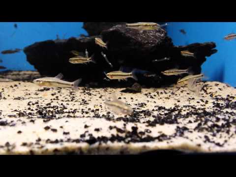 Neolebias cf. ansorgii (wild) bij Aquarium Speciaalzaak Utaka