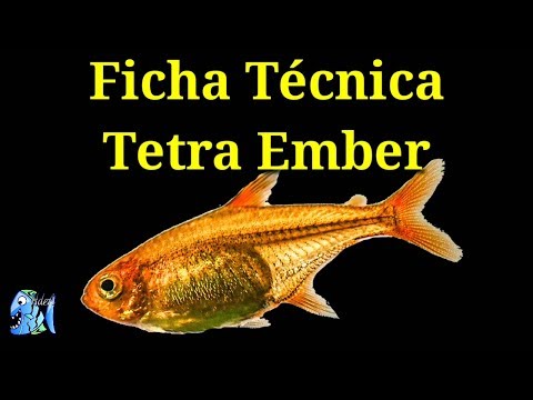 Ficha Técnica Tetra Ember (Hyphessobrycon amandae)