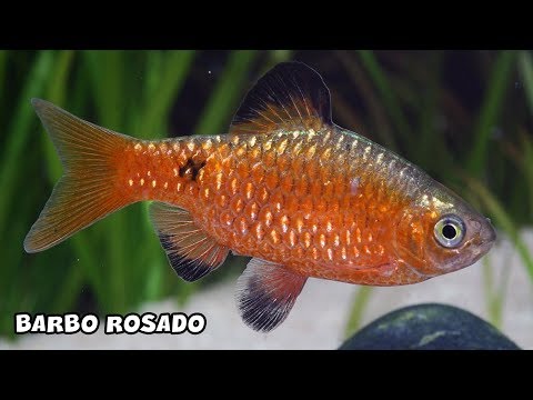 BARBO ROSADO Cuidados y Alimentación | Pethia conchonius | AcuariosLP