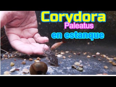 ❤️Corydora Paleatus en estanque / peces de agua fría 💦 🐠