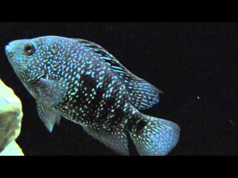 texas cichlid ( herichthys cyanoguttatus ) juvi 8-3-12