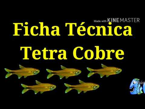 Ficha Técnica Tetra Cobre (Hasemania nana)