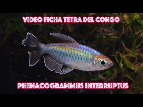 Tetra del Congo 🐟 Phenacogrammus interruptus 🎥 video ficha