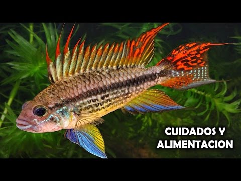 CUIDADOS Y ALIMENTACION DEL PEZ APISTOGRAMMA | PEZ CACATUA | AcuariosLP