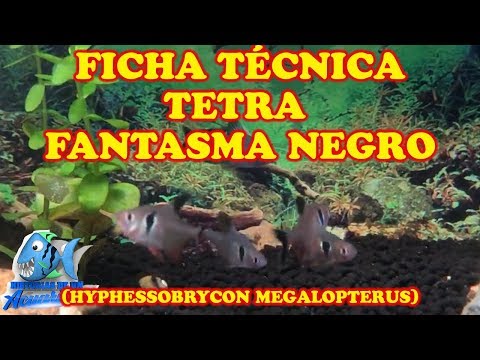 TETRA FANTASMA NEGRO (HYPHESSOBRYCON MEGALOPTERUS)