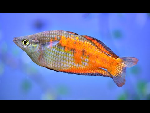 Melanotaenia parkinsoni - thinking about spawning - Rainbowfish