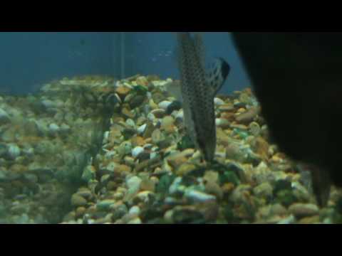 Spotted Headstander (Chilodus Punctatus) for sale at Tyne Valley Aquatics