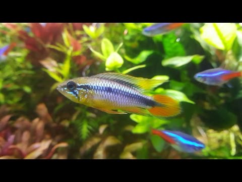 Apistogramma Agassizi / Ficha y Reproducción (Cíclidos enanos)