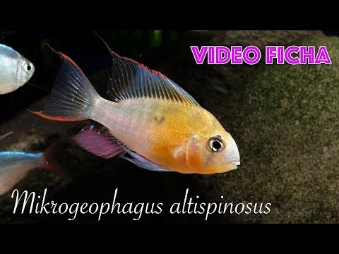 Mikrogeophagus altispinosus - Cuidados y mantenimiento en el acuario