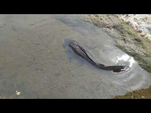 Hypostomus plecostomus (Pez Diablo, Pez Sapo) Región Tierra Caliente