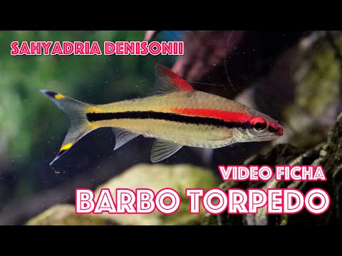 Sahyadria denisonii 🐟 Barbo Torpedo 🚀 Video 🎥 Ficha