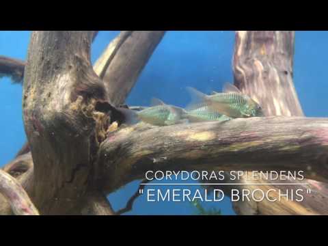 Corydoras splendens &quot;Emerald Brochis - AcuaristasPR