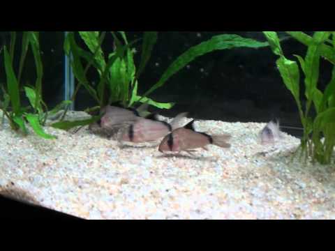 corydoras metae