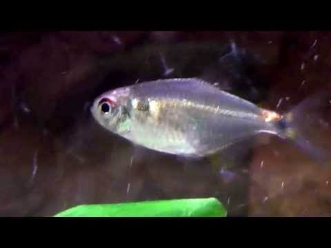 Hemigrammus ocellifer