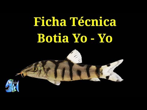 Ficha Técnica Botia Yo Yo (Botia almorhae)