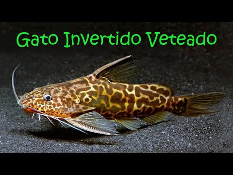 Pez Gato Invertido Veteado | Synodontis Shoutedeni | Mini Documental