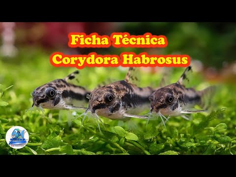 Ficha Técnica Corydora Habrosus (corydora enana manchada)