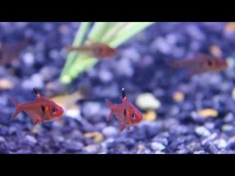 School of Red Phantom Tetras - Hyphessobrycon sweglesi