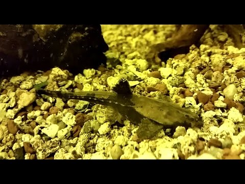 El pez banjo catalina (Bunocephalus coracoideus) Ficha Técnica