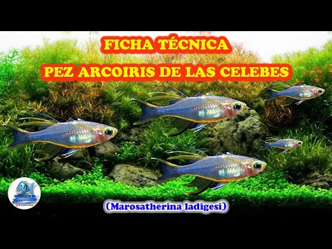 FICHA TECNICA PEZ ARCOIRIS DE LAS CELEBES (Marosatherina ladigesi )