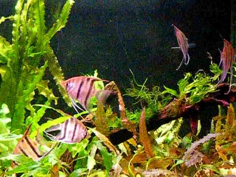 Pterophyllum Leopoldi, angelfish in my planted tank...