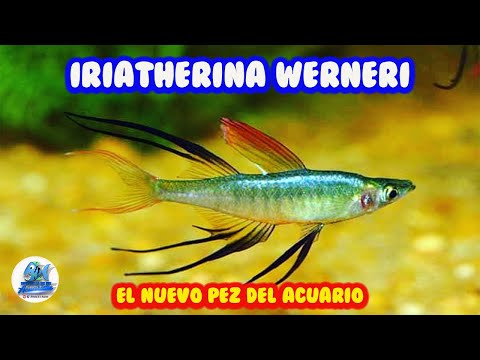 Iriatherina Werneri o pez arcoiris de aletas filamentosas