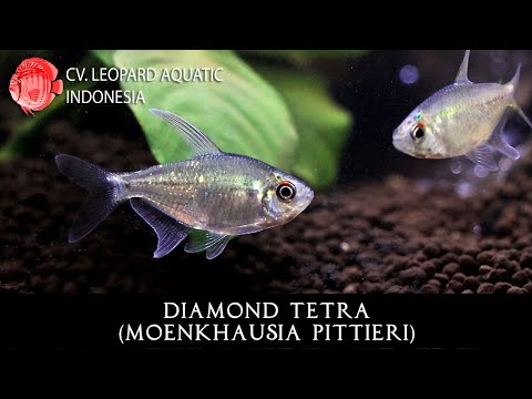 Moenkhausia pittieri. The SPARKLING Diamond Tetra! (Leopard Aquatic C019C)