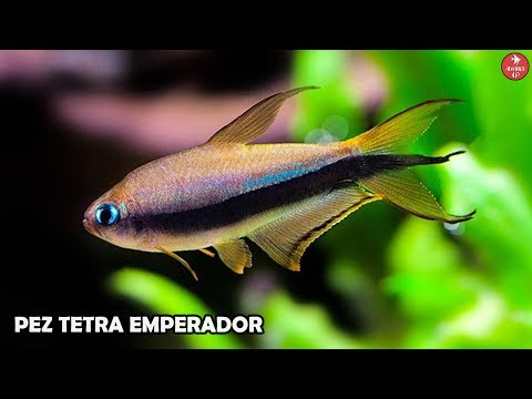 Pez TETRA EMPERADOR | Cuidados y Alimentación | Nematobrycon palmeri | AcuariosLP